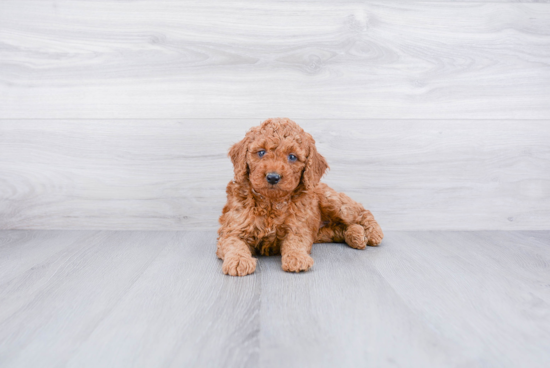 Fluffy Mini Goldendoodle Poodle Mix Pup