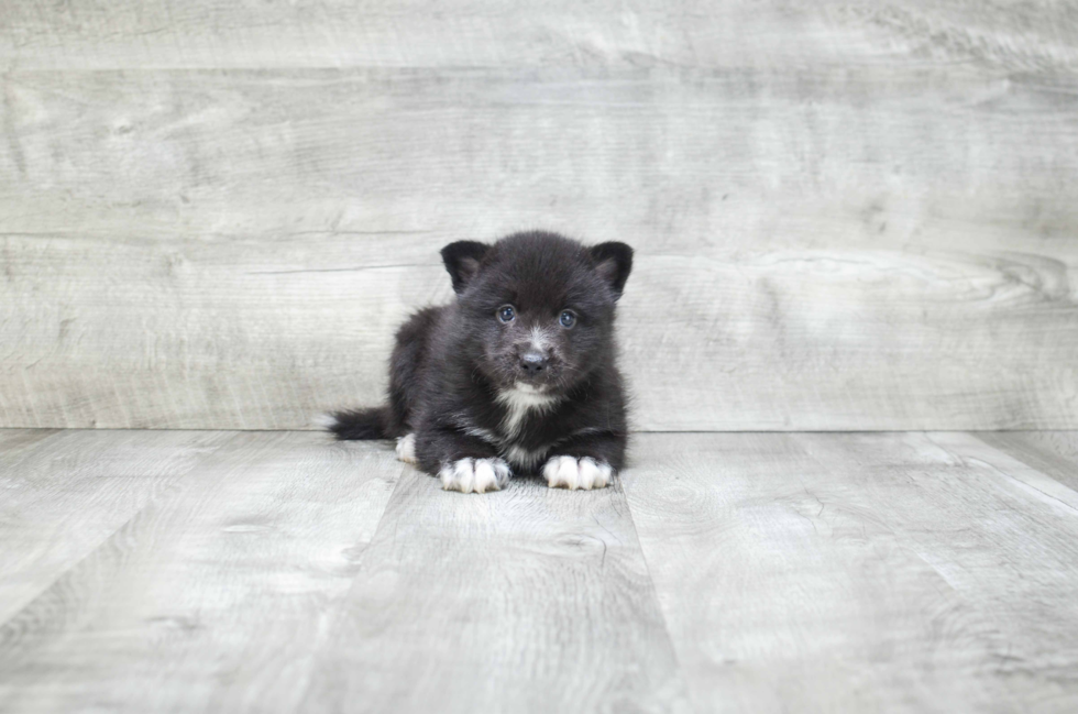 Pomsky Puppy for Adoption