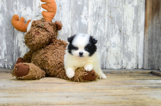 Funny Pomeranian Purebred Pup