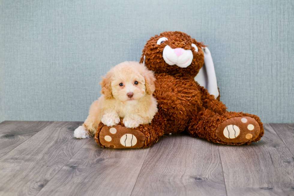 Cute Maltipoo Baby