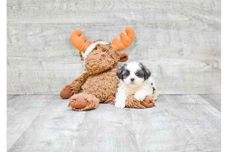 Fluffy Teddy Bear Designer Pup