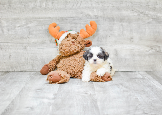 Fluffy Teddy Bear Designer Pup