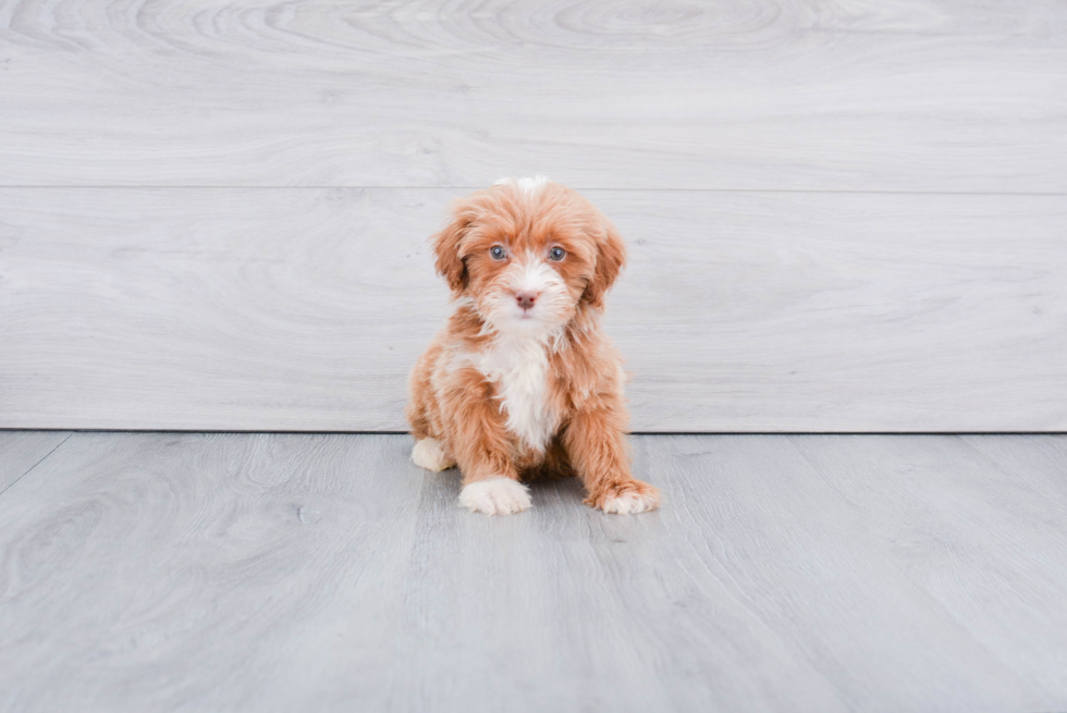 Mini Goldendoodle Pup Being Cute