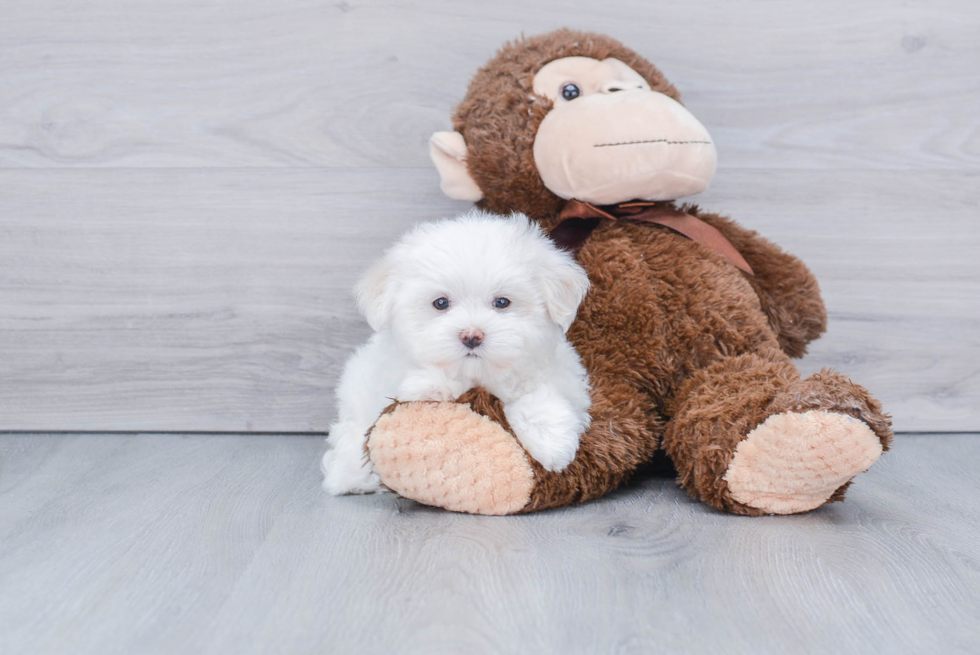 Maltese Pup Being Cute