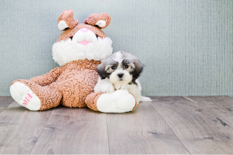 Teddy Bear Pup Being Cute