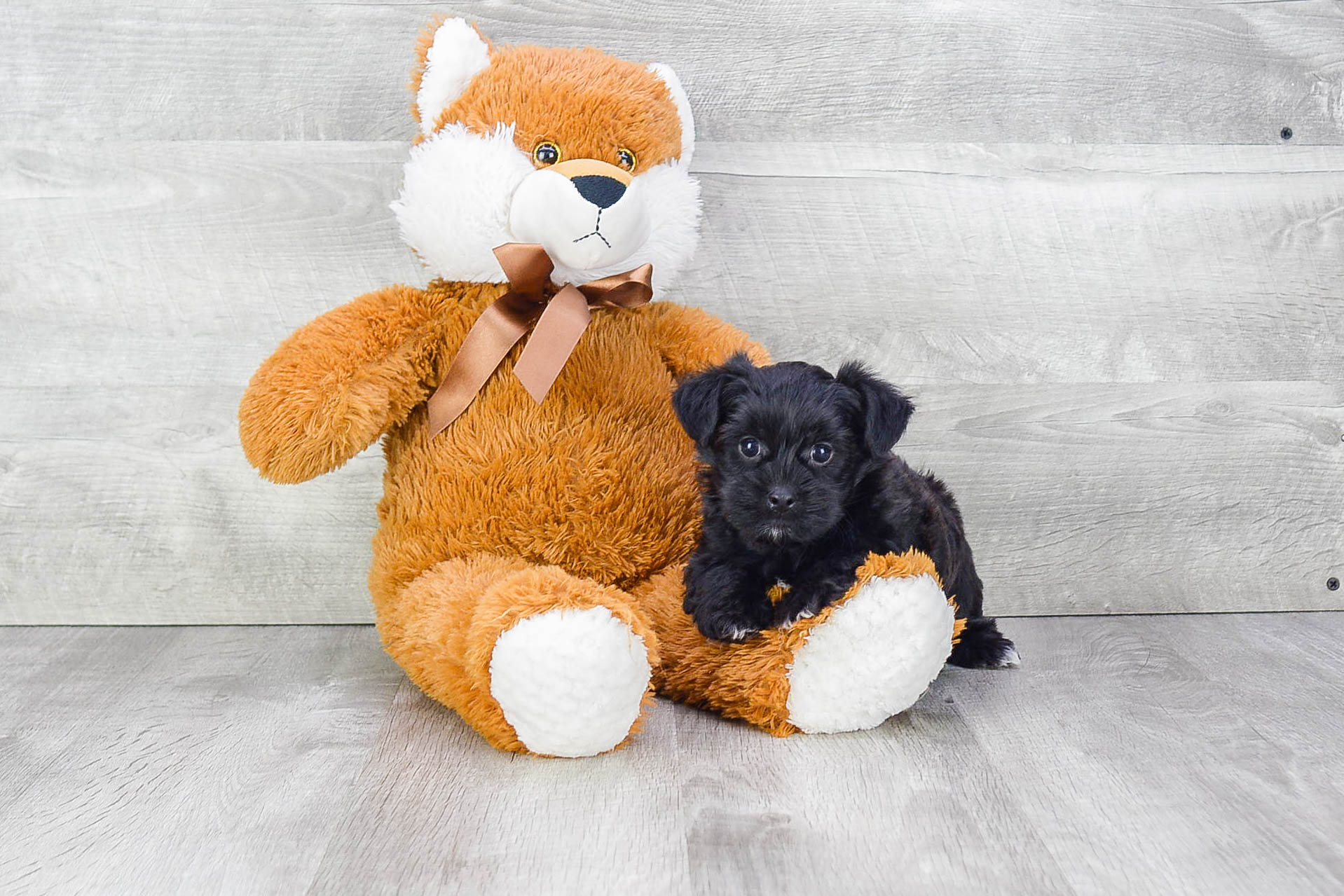 Fluffy Morkie Designer Pup