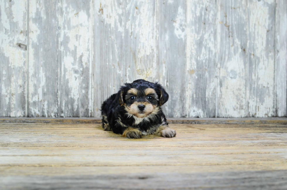 Fluffy Yorkie Poo Poodle Mix Pup