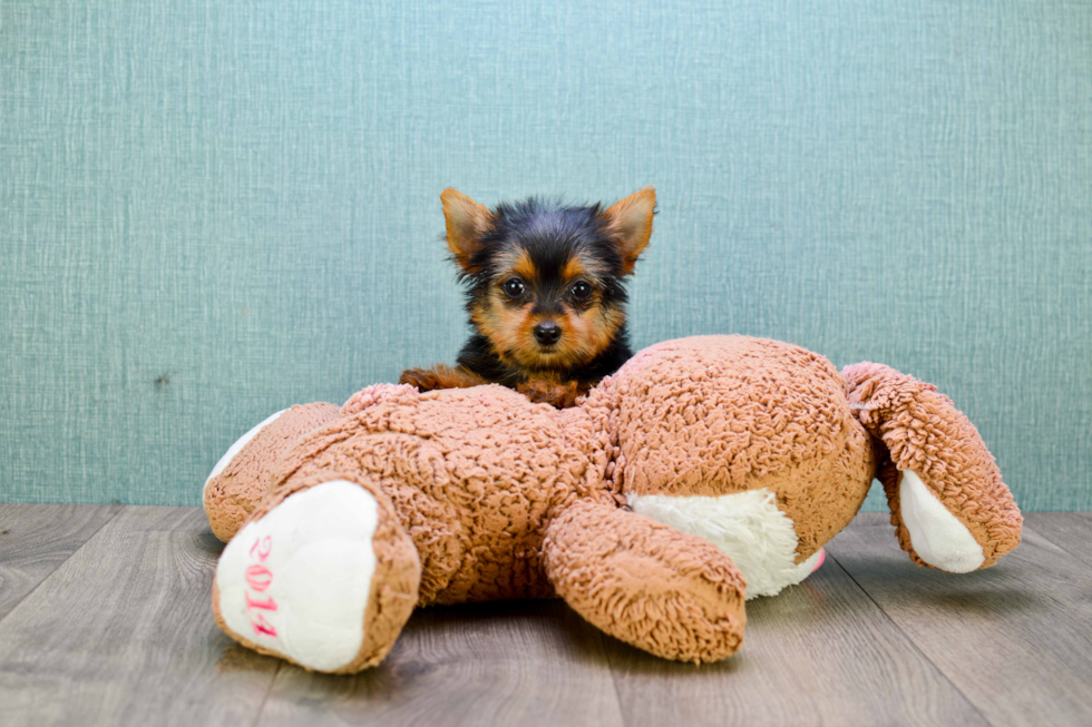 Meet Steph - our Yorkshire Terrier Puppy Photo 