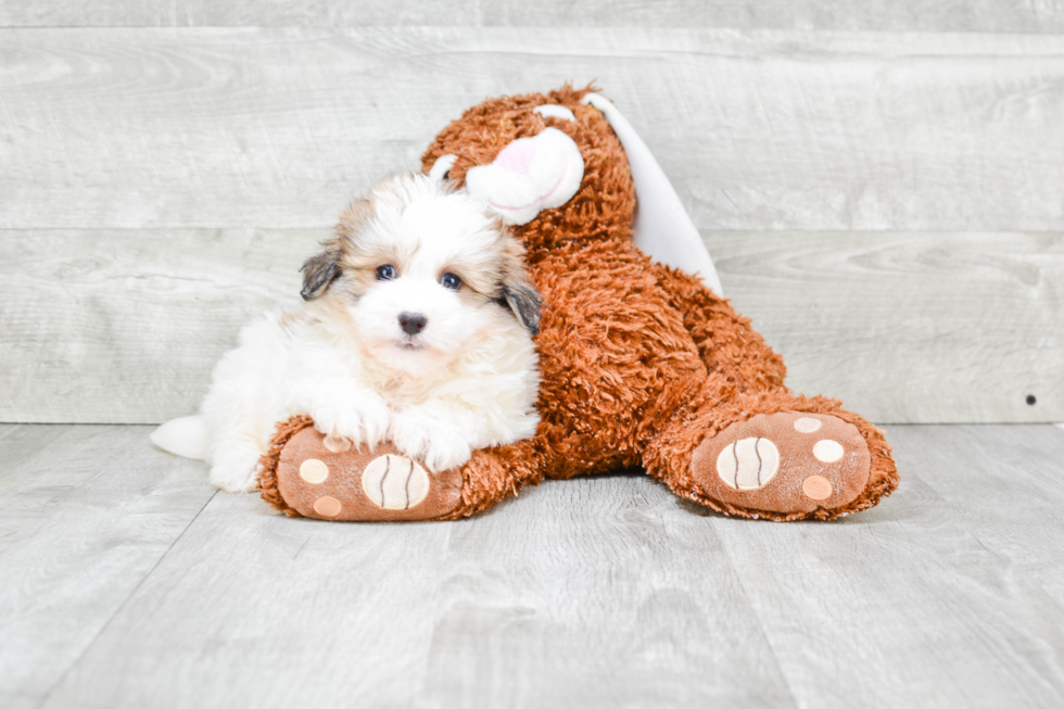 Best Havanese Baby