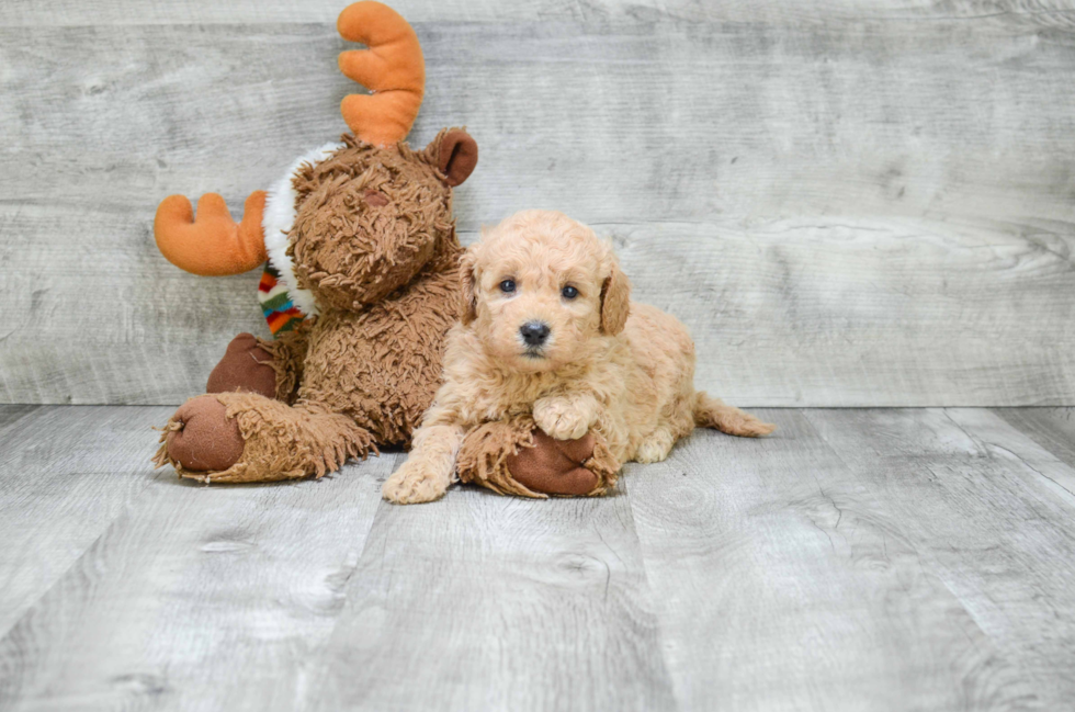 Adorable Golden Retriever Poodle Mix Puppy