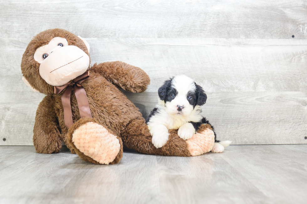 Happy Mini Bernedoodle Baby