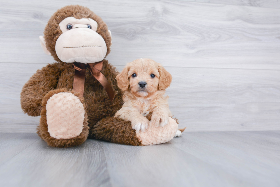 Smart Cavapoo Poodle Mix Pup