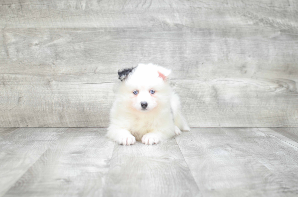 Pomsky Puppy for Adoption