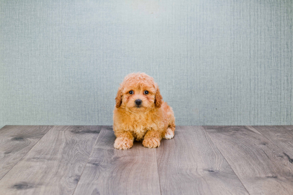 Maltipoo Pup Being Cute