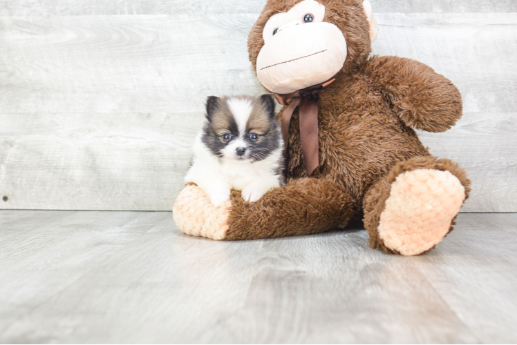 Cute Pomeranian Purebred Puppy