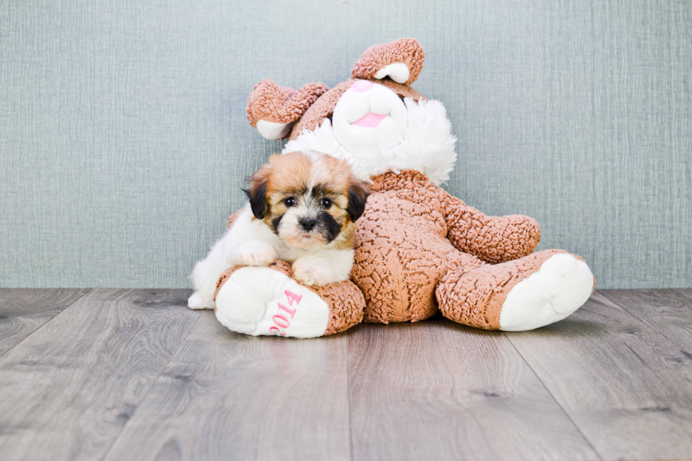 Friendly Teddy Bear Baby