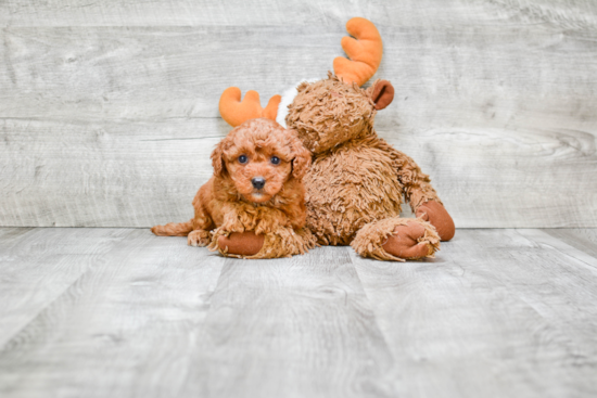 Popular Cavapoo Poodle Mix Pup