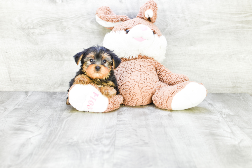 Meet Timmy - our Yorkshire Terrier Puppy Photo 