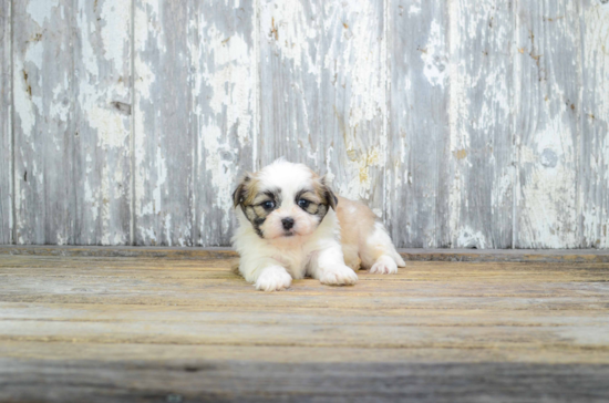 Popular Teddy Bear Designer Pup