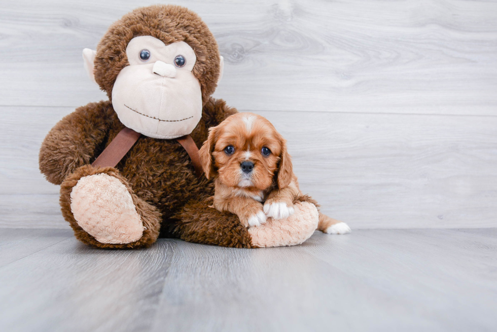 Cavalier King Charles Spaniel Puppy for Adoption