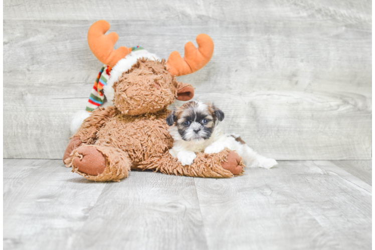 Popular Teddy Bear Designer Pup