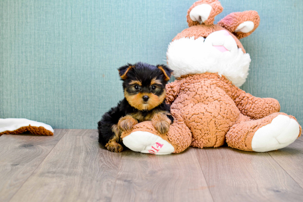 Meet Rascal - our Yorkshire Terrier Puppy Photo 