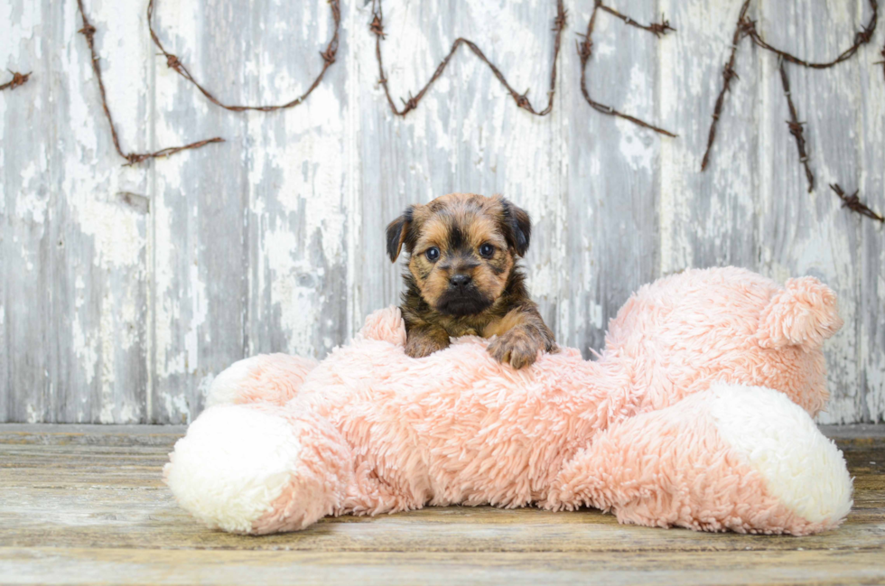 Shorkie Pup Being Cute