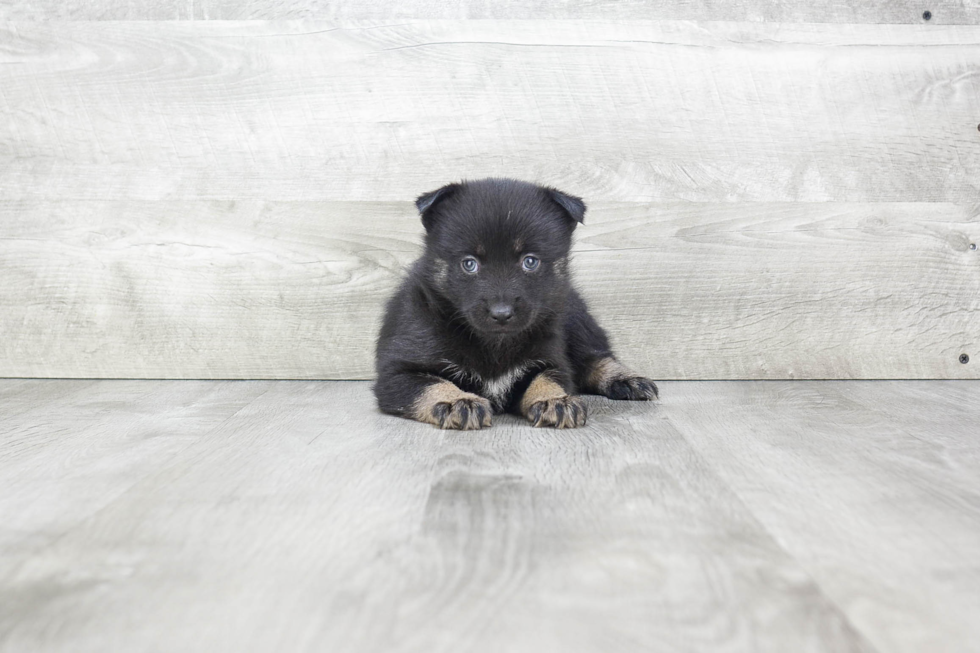 Best Pomsky Baby