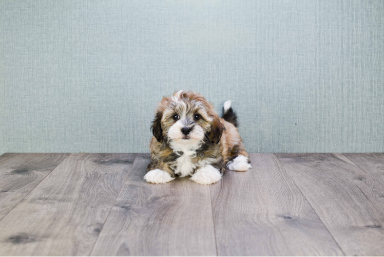 Energetic Havanese Purebred Puppy