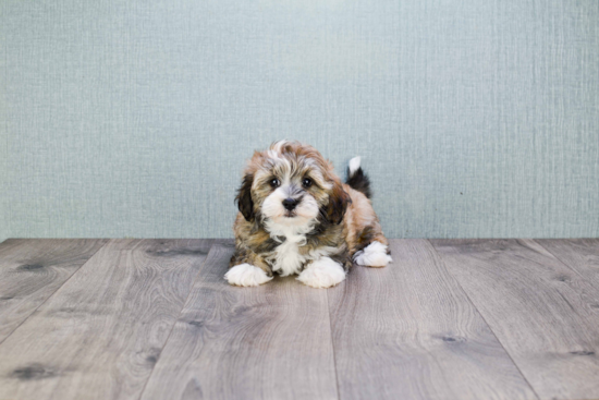 Energetic Havanese Purebred Puppy