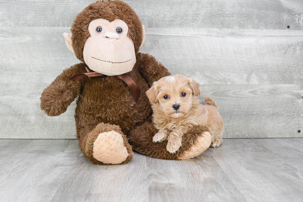 Maltipoo Pup Being Cute