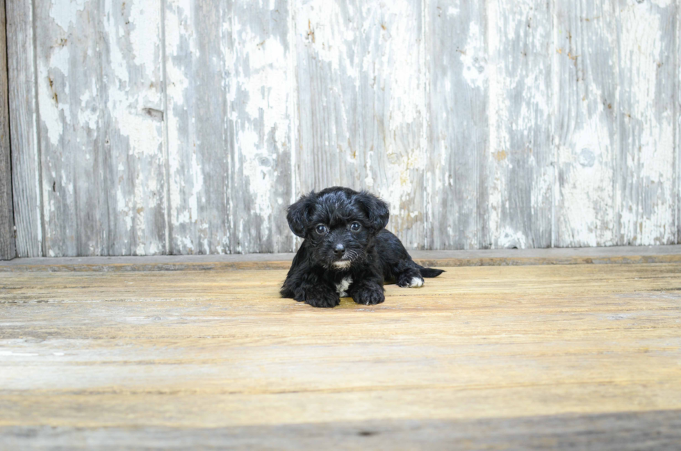 Morkie Pup Being Cute