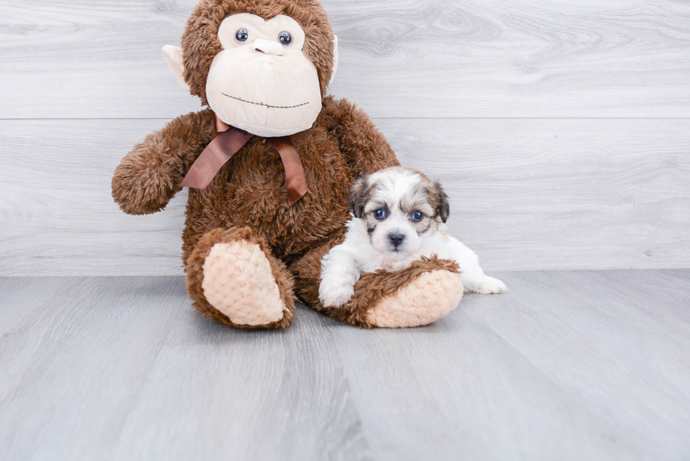 Playful Shichon Designer Puppy