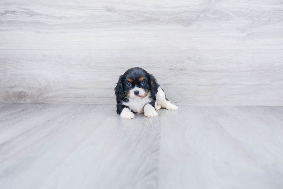 Best Cavalier King Charles Spaniel Baby