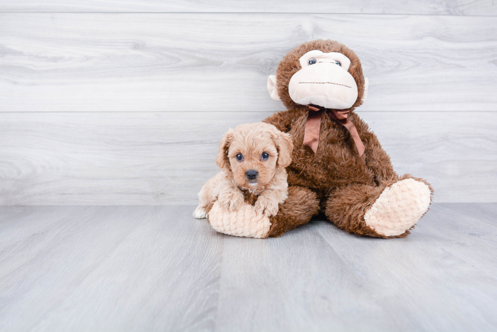 Little Cavoodle Poodle Mix Puppy