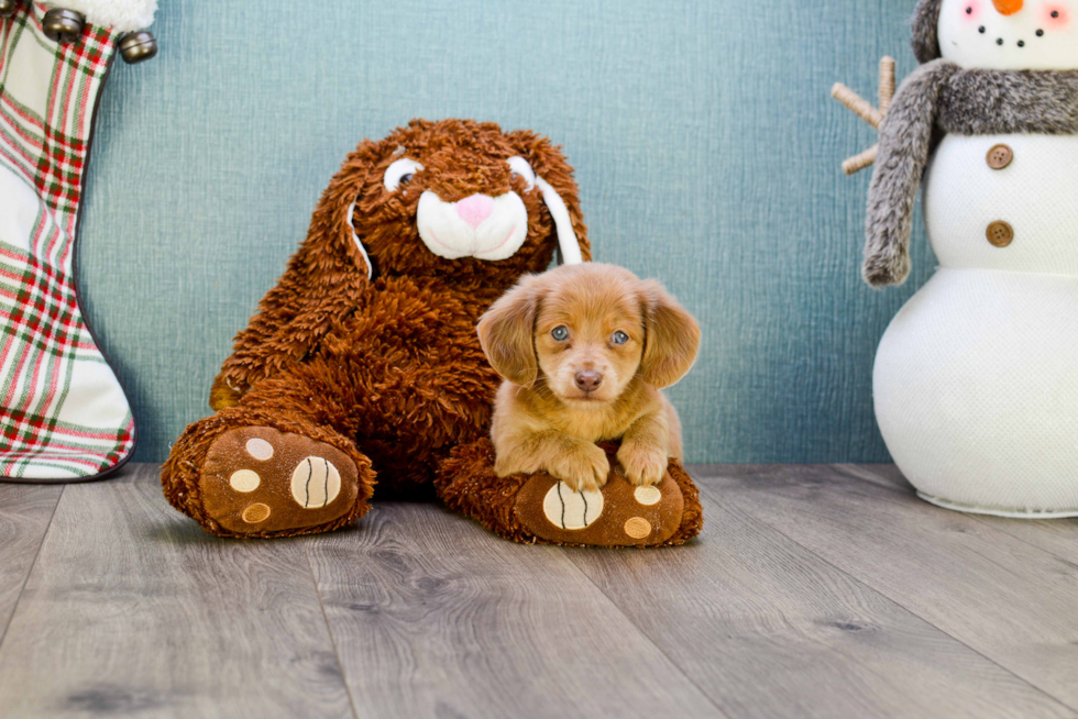 Cute Dachshund Baby