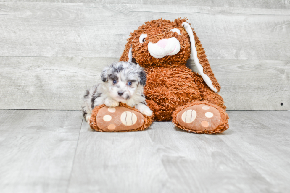 Mini Aussiedoodle Puppy for Adoption