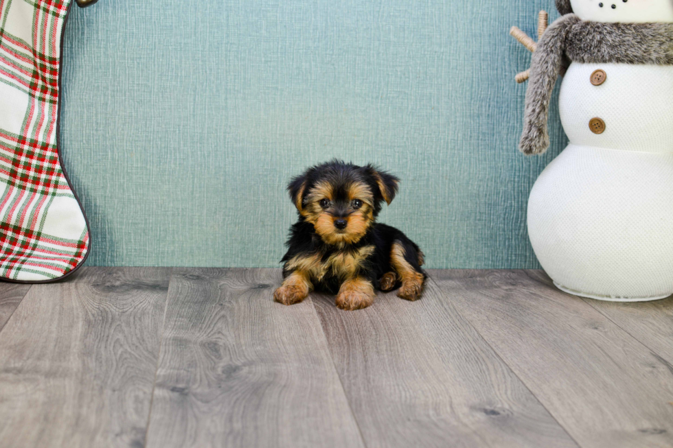 Meet Timmy - our Yorkshire Terrier Puppy Photo 