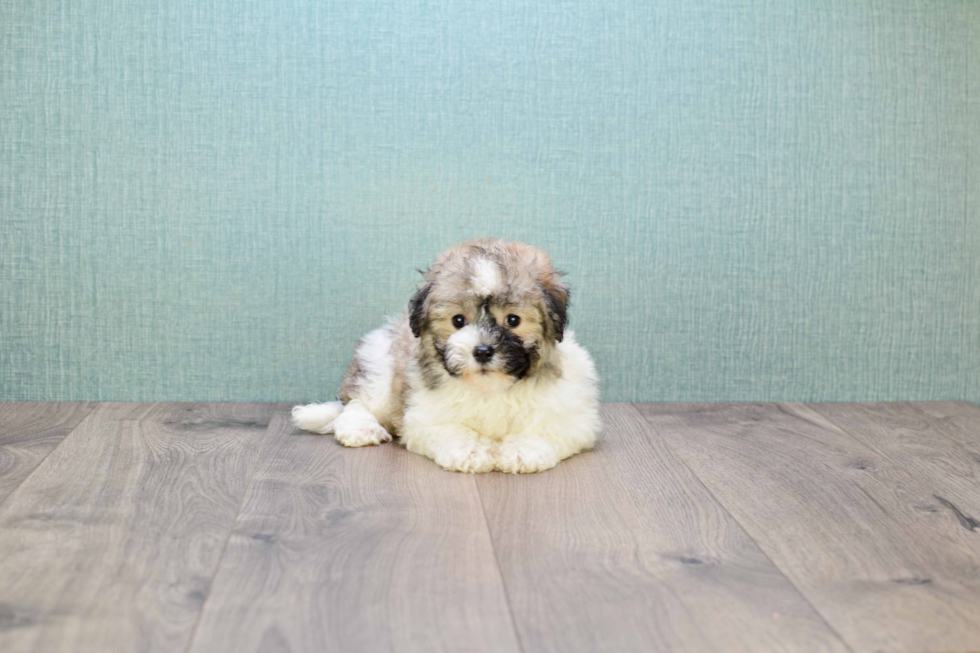 Petite Havanese Purebred Puppy