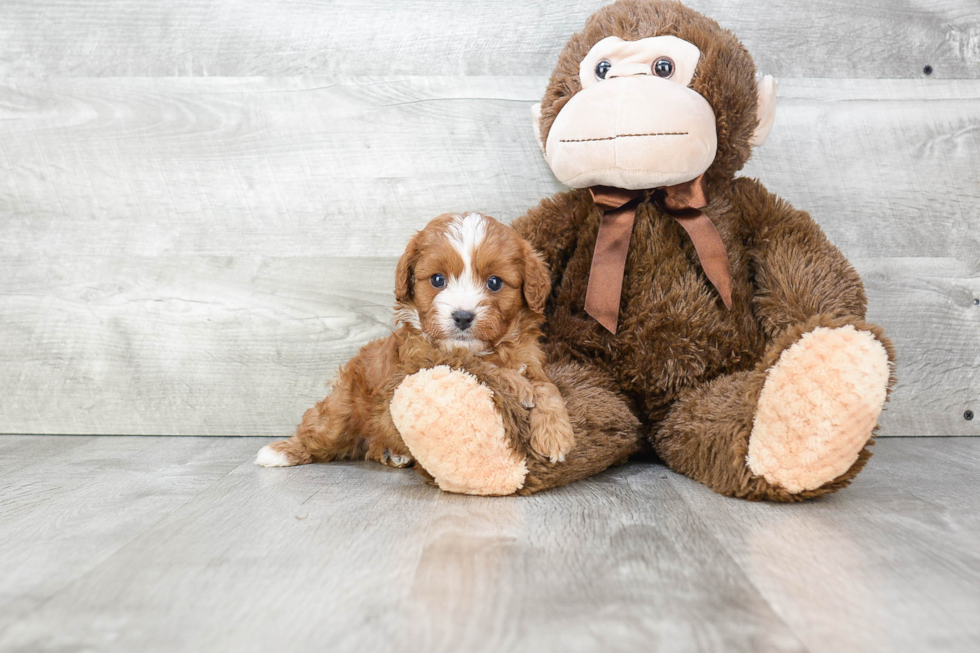 Best Cavapoo Baby