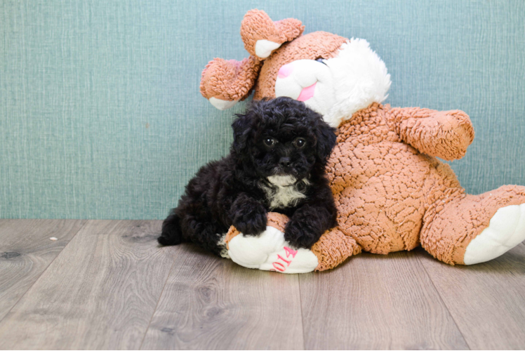 Friendly Cavapoo Baby