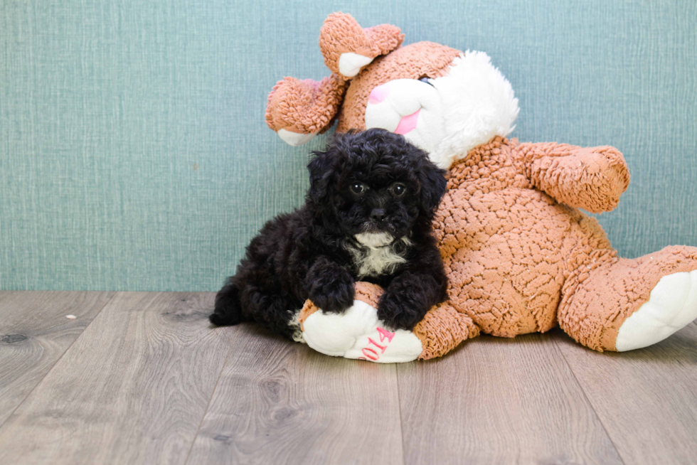 Friendly Cavapoo Baby