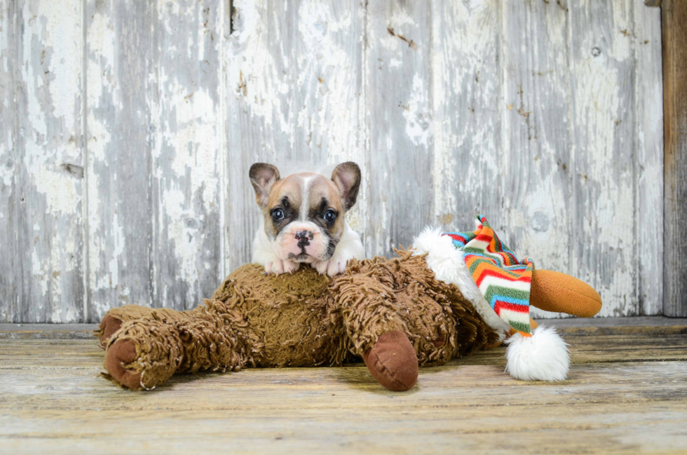 Smart Frenchie Purebred Puppy