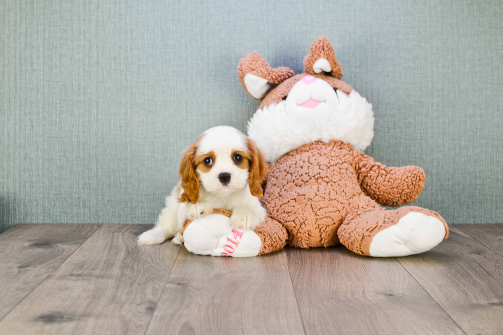 Popular Cavalier King Charles Spaniel Baby