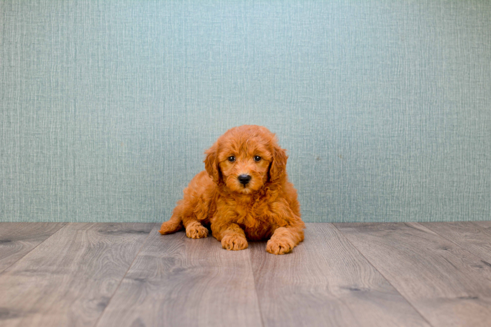 Mini Goldendoodle Puppy for Adoption