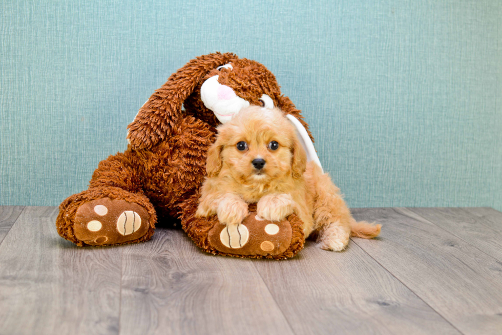 Adorable Cavoodle Poodle Mix Puppy