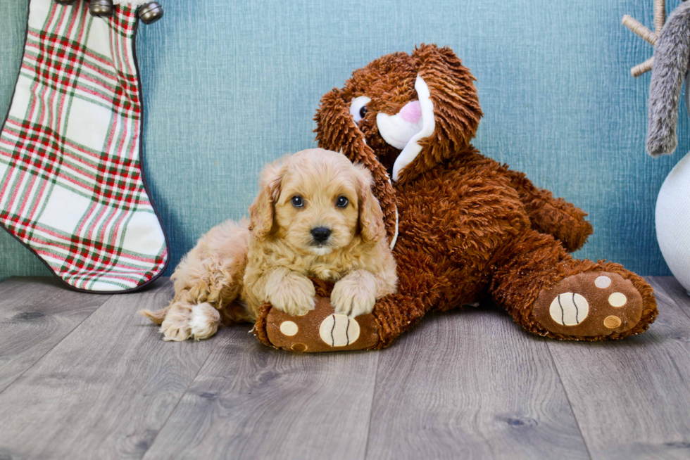 Best Cavapoo Baby