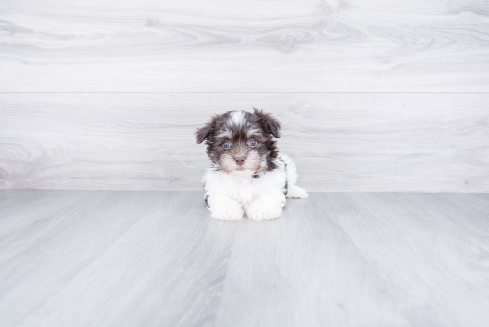 Havanese Pup Being Cute