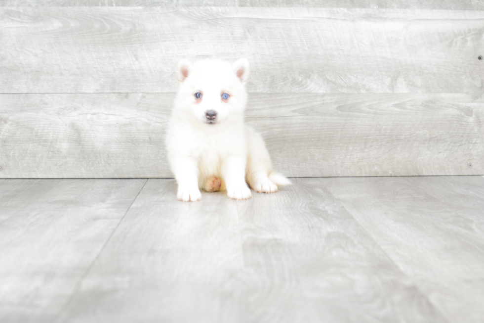 Smart Pomsky Designer Pup