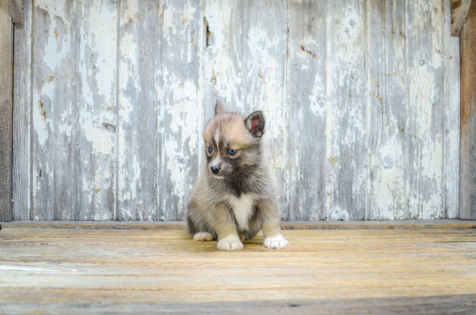 Hypoallergenic Mini Husky Designer Puppy